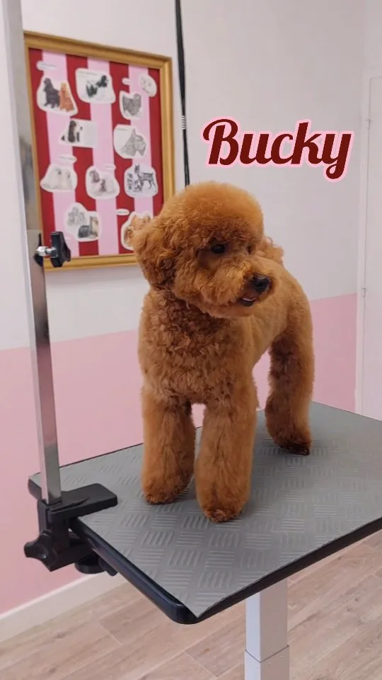 Bucky, caniche, après toilettage
